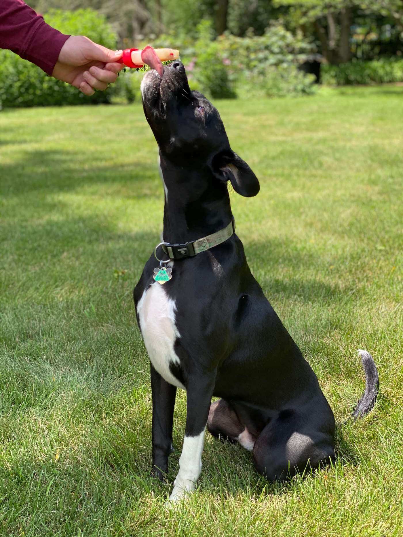 Boxador Eating a Pupsicle