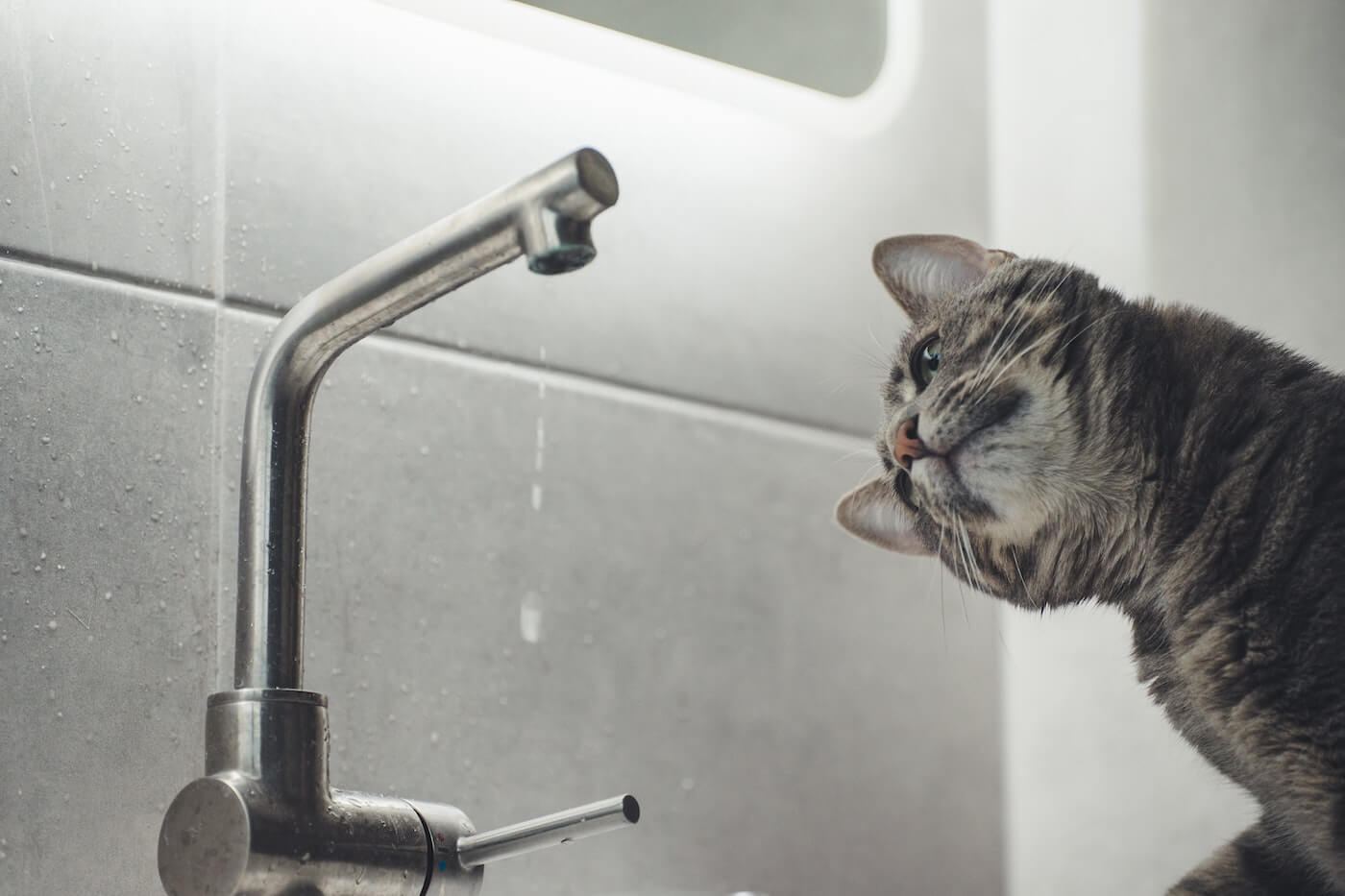 Cat looking at dripping sink