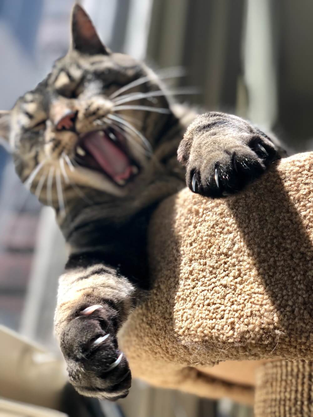 Tabby cat clawing at scratching post