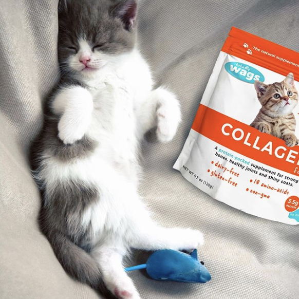 Kitten with Collagen for Cats on Bed