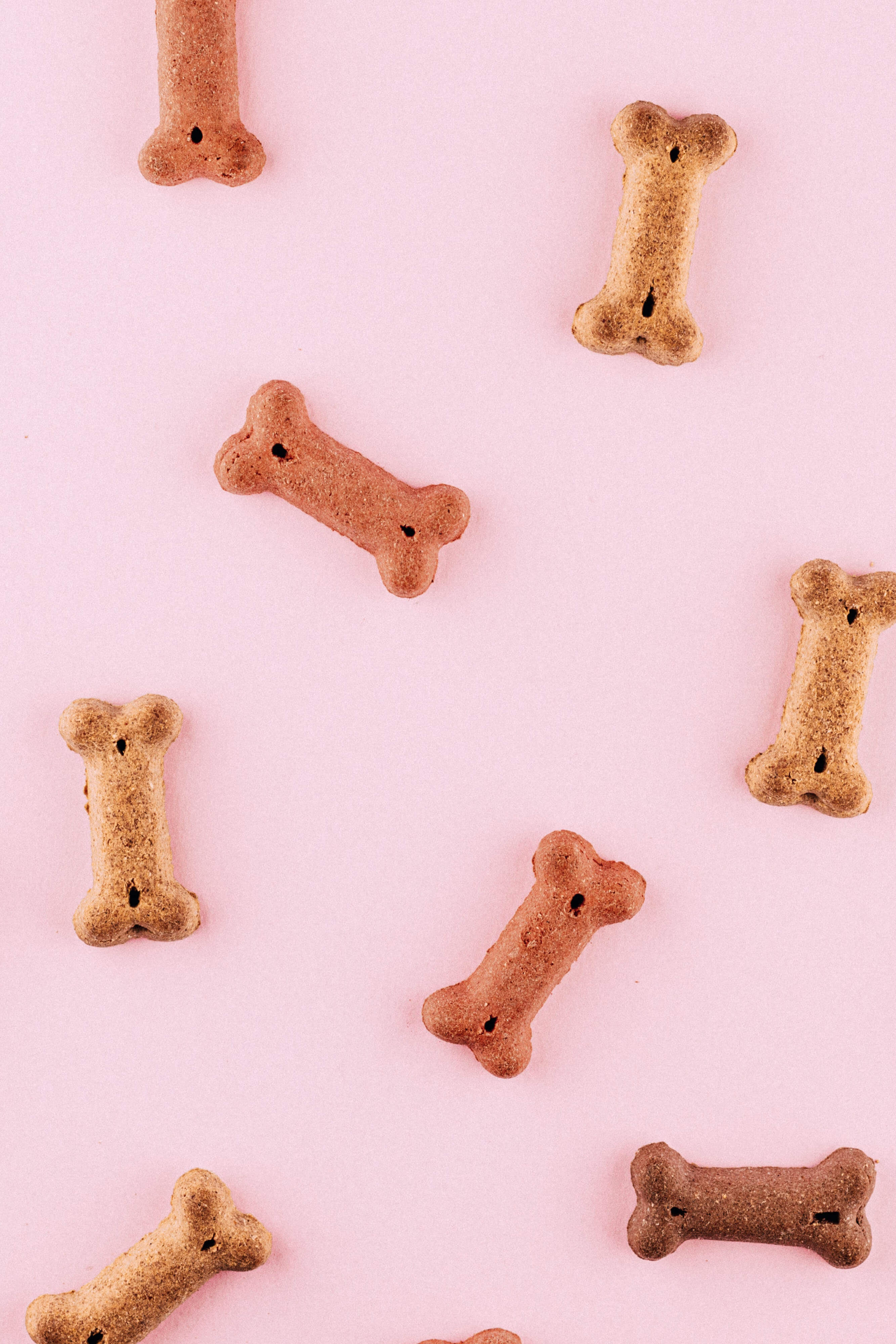 Dog treats on pink backdrop