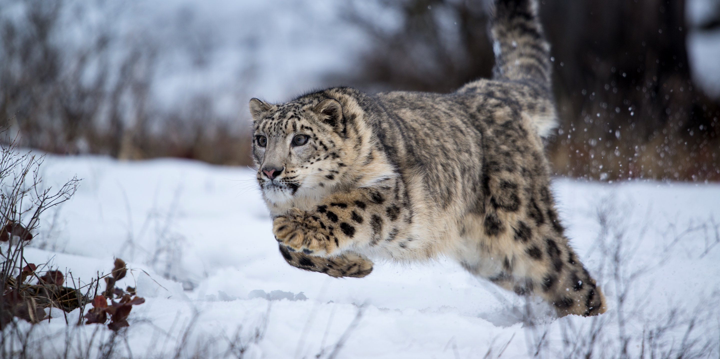 snow leopard habitat